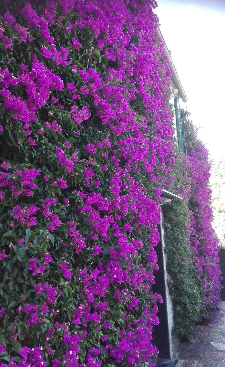 La Bouganvilla Porto Venere Ngoại thất bức ảnh